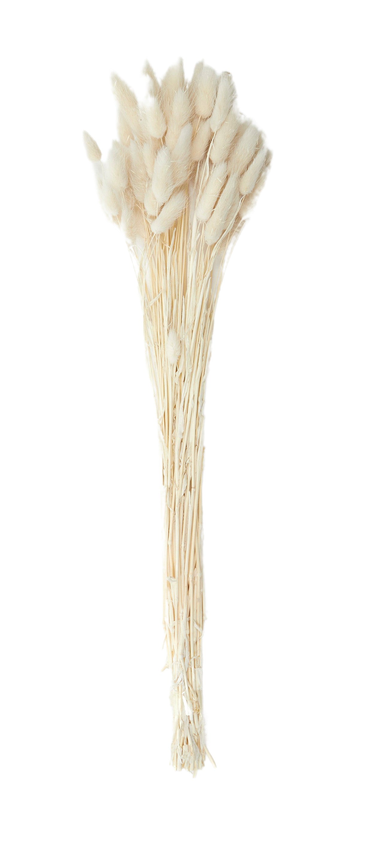 Lagurus Dried Bunch 60cm Ivory