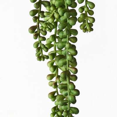 String of Pearls Hanging Bush Green 45cml