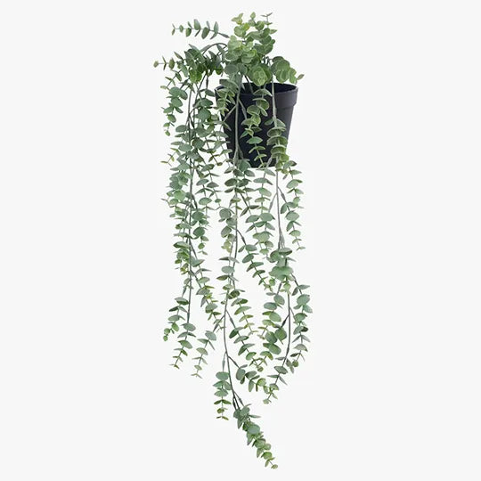 Eucalyptus Hanging Bush in Pot 73cml