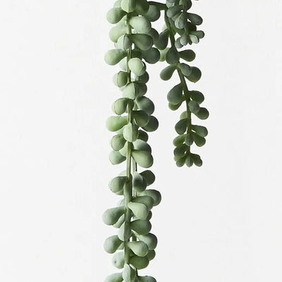 String of Pearls Hanging Bush Grey Green 70cml