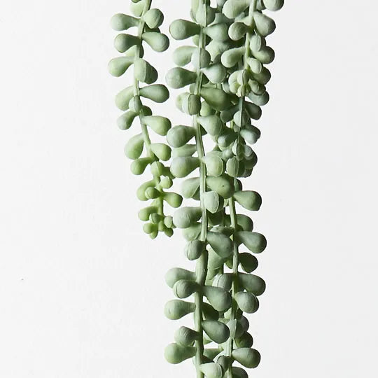 String of Pearls Hanging Bush Grey Green 45cml