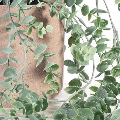 Eucalyptus Hanging Bush in Pot 73cml