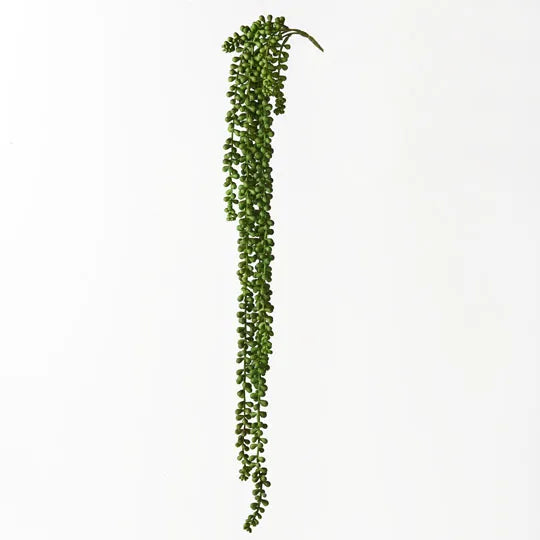 String of Pearls Hanging Bush Green 70cml