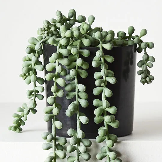 String of Pearls in PotGrey / Green 45cml