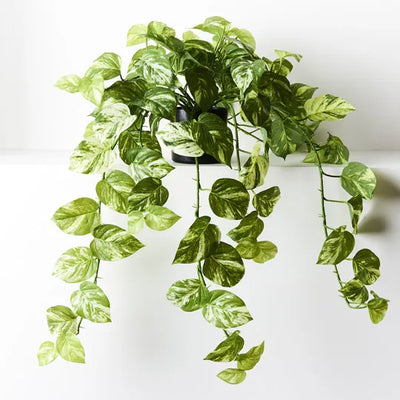 Pothos Marble Hanging Bush in Pot Varieghated 80cml x 32cmh