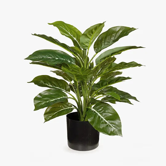 Evergreen in Pot 45cm