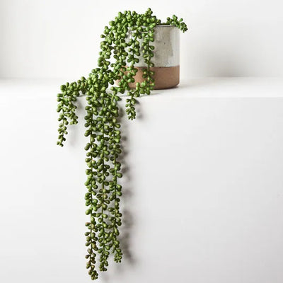 String of Pearls in Pot 70cml