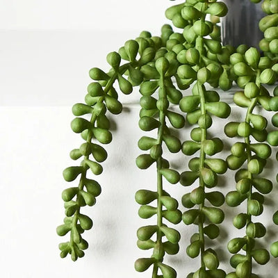 String of Pearls in Pot 70cml