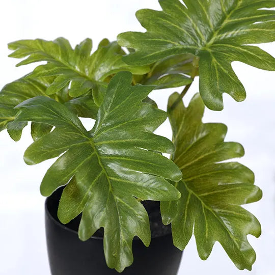 Philodendron Selloum in Pot 15cmh