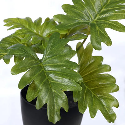 Philodendron Selloum in Pot 15cmh