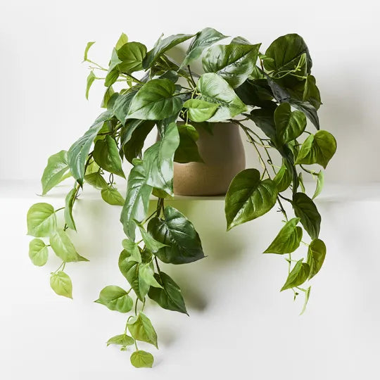 Philodendron Hanging Bush in Pot Green 72cml x 36cmh