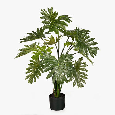 Philodendron Selloum Plant 94cmh
