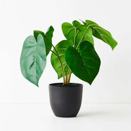 Philodendron Plant 28cmh