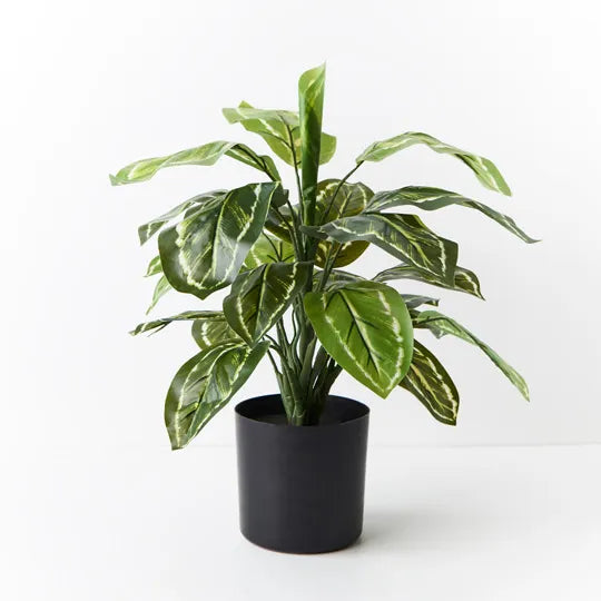 Calathea Plant 50cmh