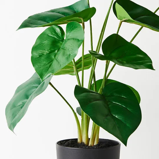 Philodendron Plant 59cmh