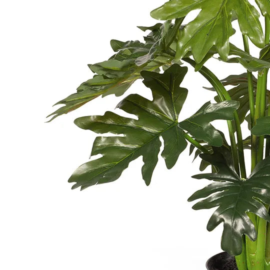 Philodendron Selloum Plant Green 56cmh