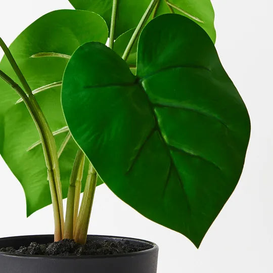 Philodendron Plant 28cmh