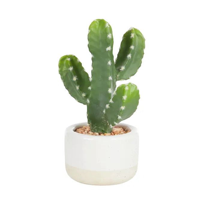 Cactus 22cm In Ceramic Pot 10x7cm