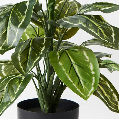 Calathea Plant 50cmh