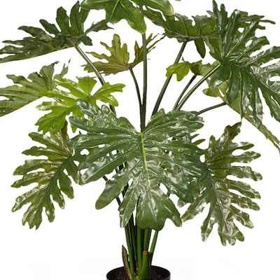 Philodendron Selloum Plant 94cmh