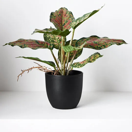 Dieffenbachia in Pot Green / Red 25cmh