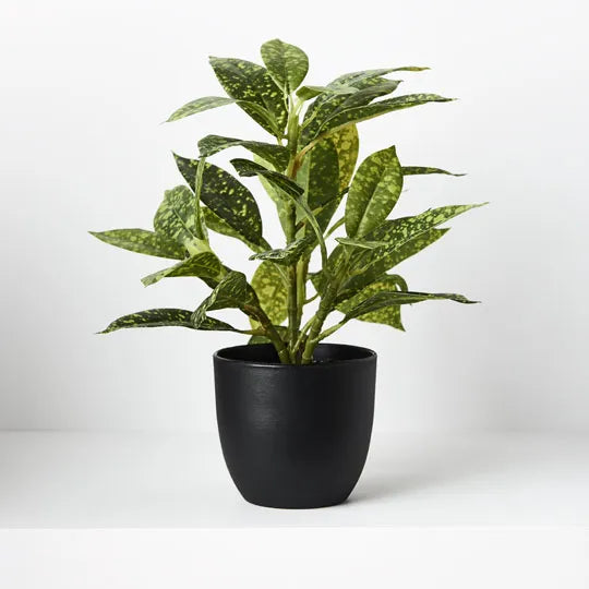 Dieffenbachia in Pot 26cmh