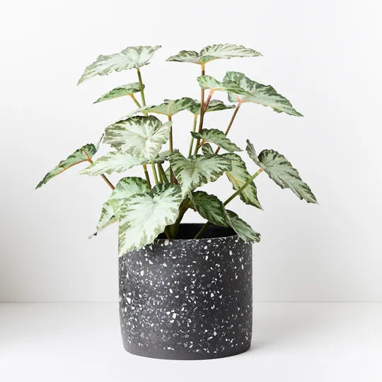 Artificial Begonia in Pot 40cmh