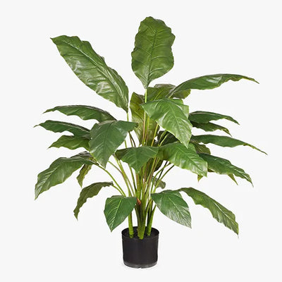 Spathiphyllum Leaf Plant Green 112cmh