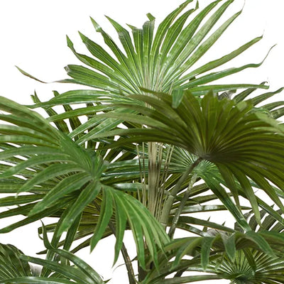 Palm Fan Plant 56cmh