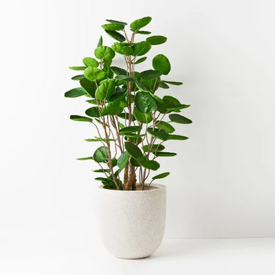 Peperomoides Plant Green 107cmh