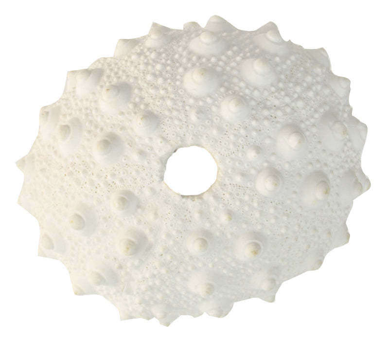 9x4.5x8cm White Poly Spiky Urchin Coral