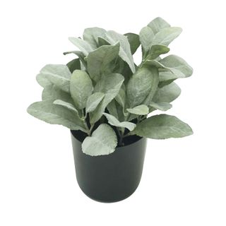 Lamb Leaf 28cm In Blk Pot 12x11.5cm