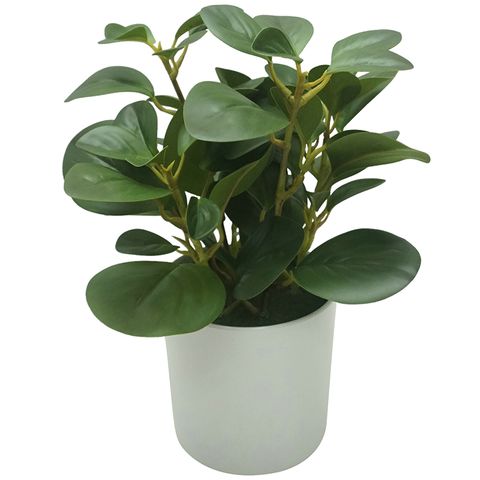 Peperomia 37cm In White Pot 14x13cm