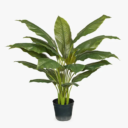 Spathiphyllum Leaf Plant Green 86cmh