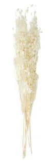 Lover Bean Flower Preserv Bunch 60cm Ivory