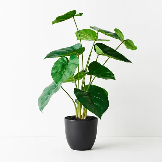 Philodendron Plant 59cmh