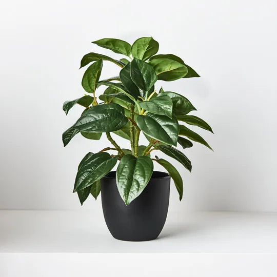 Philodendron in Pot 26cmh