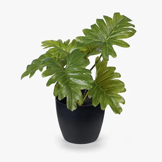 Philodendron Selloum in Pot 15cmh