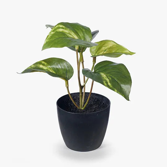 Pothos in Pot 15cmh